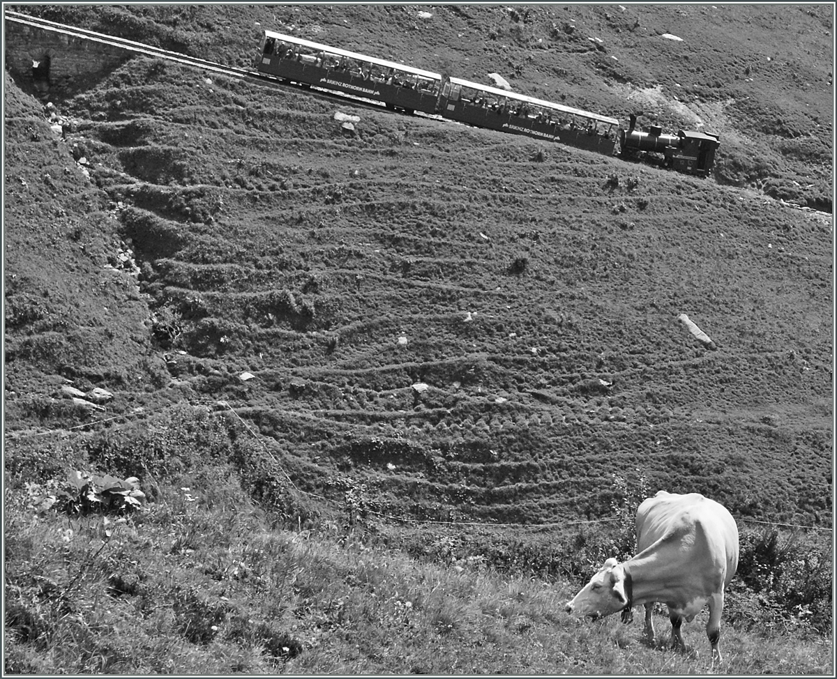 Während ein BRB Dampfzug langsam talwärts fährt, wird im Vordergrund ungestört weiter gegesssen...
Oberhalb von Planalp, den 30. Aug. 2013