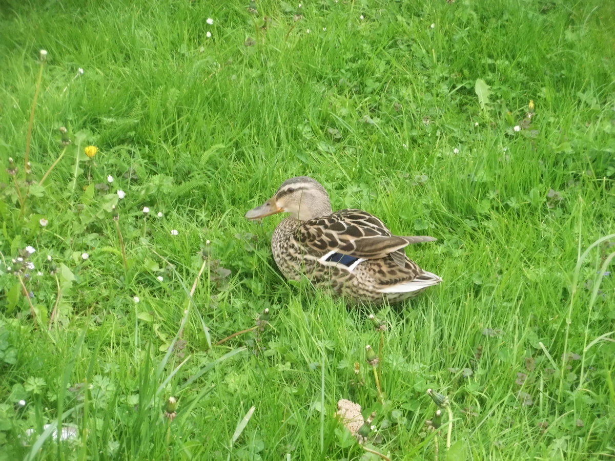 Weit weg vom Wasser lief diese Ente in Halle-Neustadt am Gastronom am 4.5.17