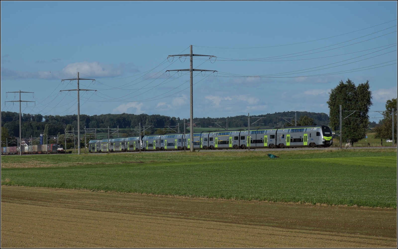 Mit neuem, langen Mutz, RABe 515 019 und RABe 515 038 zwischen Bollodingen und Hermiswil. September 2022.