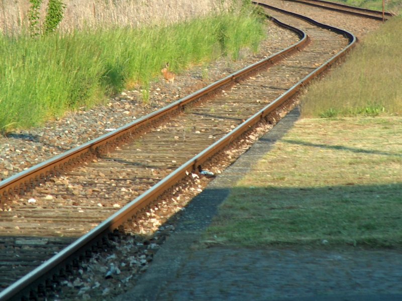 Selbst Meister Lampe f�hlt sich im Bahnhofsbereich von Laucha wohl; 14.05.2008