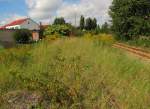 Das zugewachsene Gleis der ehemaligen Finnebahn hinter dem Bahn�bergang in Laucha.