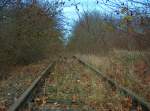 Zugewachsenes Finnebahngleis bei Golzen, Blick Richtung Laucha; 15.11.2009
