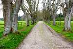 Wiedingen - Allee mit Kopfsteinpflaster zum Menkenhof führend.