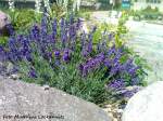 Blumen- & Kakteenpflanzen in Steingrten auf der Insel Rgen am 29.6.11