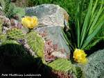 Blumen- & Kakteenpflanzen in Steingrten auf der Insel Rgen am 29.6.11