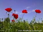 Mohnblumen an Gleisanlagen auf der Ibnsel Rgen am 29.6.11