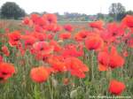 Mohnblumen in Halle (Saale) am 8.6.15