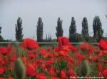 Mohnblumen und im Hintergrung die Marienkirche in Halle (Saale) am 8.6.15