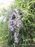 Blumenvielfalt am Thringer Bahnhof in Halle (Saale) am 11.6.15