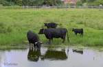 Kuhfamilie in Amelinghausen, Lüneburger Heide.