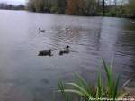 Enten aufm Frankendammteich in Stralsund am 2.5.13