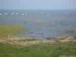 Enten & Schwäne in Ralswiek auf dem Großen Jasmunder Bodden am 22.4.14