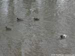 Enten auf der Saale in Halle (Saale) am 17.2.15