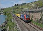 Nach einigen Problemen der Vectrom Loks mit dem ETCS und der dadurch erfolgten Umdisponierung der SBB Cargo Vectrom Loks auf Nicht-ETCS-Strecken, sind die SBB Cargo Vectrom Loks nun vereinzelt wieder auf der Simplonlinie zu sehen, wobei sich die ziemlich neue 193 077 bei Rivaz mit ihren drei Wagen nicht über zu viel Arbeit beklagen kann.

19. Mai 2025
