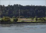 Hochwasser am Hochrhein.