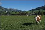 Eine GDe 4/4 mit einem Panoramozug auf dem Weg nach Zweisimmen kurz vor Gstaad.