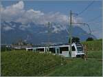 In den Weinreben und von diesen etwas verdeckt fährt der neue TPC ASD ABe 4/8 473  Glacier 3000  oberhalb von Aigle in Richtung Les Diablerets. 

3. Aug. 2024