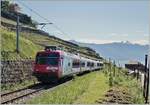 Eine nicht gerade geglückte, aber sehr selten Aufnahme: Ein Travys-Domino im  Train des Vignes  Einsatz zwischen Puidoux und Vevey.