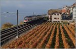 Ein SBB RABe 511 als RE von Vevey nach Genève bei St-Saphorin.