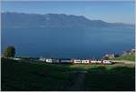 Am frühen Morgen ist eine SBB RABe 511 auf der Train des Vignes (Weinbergstrecke) oberhalb von St-Saphorin unterwegs.