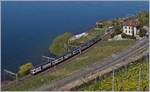 Ein SBB RABe 511 als RE von Vevey nach Genève zwischen Rivaz und Epesses.