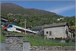 Der TILO RABe 524 304 in bei Muralto in einer typischen Tessiner Landschaft auf dem Weg nach Locarno, welches in Kürze erreicht wird.