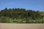 Huttwiler Dampftage. 

Ed 3/4 51 der Bern-Schwarzenburg-Bahn auf dem Weg nach Sumiswald und Wasen. Meibach, Oktober 2023.