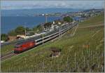 Die SBB Re 460 104-3 mit dem IR 1711 von Genève nach Brig im Lavaux kurz vor Cully.