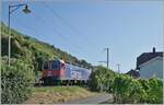 Die SBB Re 6/6 11669 (Re 620 069-5) Hägendorf  passt kaum in die Vegetationslücke bei Ligerz....

11. Juli 2025