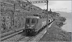 Zu meiner Freude weiterhin im Einsatz ist die mit einem  Schnauz  verzierte SBB Re 6/6 11626 (Re 620 026-5)  Zollikofen , hier mit einem sehr kurzen Güterzug zwischen St-Saphorin und Rivaz.
