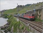 Mit zwei Re 6/6 bespannt ist zwischen Rivaz und St-Saphorin der EWKV SBB Cargo Güterzug von Lausanne Triage nach Zürich RBL via Brig und Kandersteg unterwegs. An der Zugsspitze führt die rote SBB Re 6/6 11630 (Re 620 91 85 4 620 030-7 CH SBBC)  Herzogenbuchsee den Zug und dahinter hilft die Re 6/6 11624  Rothrist . 

16. Mai 2025 