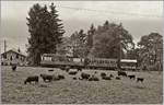 Ein herrlicher LLB Zug bei Chaulin auf der Blonay Chamby Bahn anlässlich der B-C  Belle Epoque  Tage.