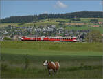 150 Jahre Emmentalbahn. 

Frosch und Wildsau der CJ sind auf diesem Zug lngst wieder verschwunden, der Emmentaler RBDe 566 222 ist wieder daheim und strahlt im RM-Rot. Hier kommt er die Rampe von Grohchstetten (im Hintergrund) nach Konolfingen runtergefahren, whrend im Vordergrund die Herdenchefin die gesamte Umgebung usserst aufmerksam im Blick behlt. Konolfingen Dorf, Mai 2025.