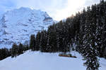 Bergbahn Lauterbrunnen - Mürren: Triebwagen 23 kurz vor der Station Winteregg.