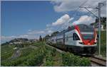 Der SBB RABe 511 103 als RE Genève - Vevey - Fribourg in den Weinbergen bei Chexbres.