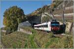 Der SBB RBDe 560 210  Domino  (RBDe 560 DO 94 85 7 210-7 CH-SBB) ist auf der Train de Vignes Strecke auf der Fahrt von Puidoux nach Vevey  und soeben den nur 20 Meter langen Salanfe Tunnel oberhalb von St-Saphorin verlassen.

15. November 2024
