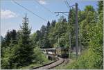 Die MOB GDe 4/4 6003 fährt mit ihrem GoldenPass Express von Montreux nach Zweisimmen kurz n nach Sendy-Sollard durch einen Waldabschnitt in Richtung Les Avants.